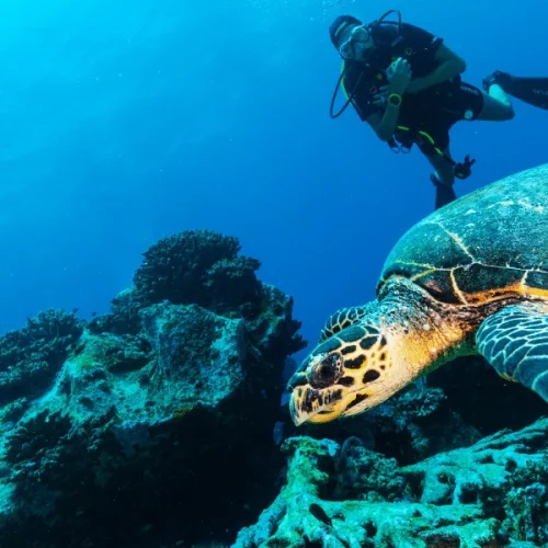 Advanced-Open-Water-Diver-Course-4-600x800