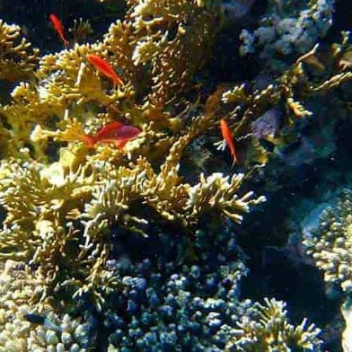 woodhouse-reef-sharm-050